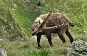 Corno Stella (2620 m) con Montebello, solo, in compagnia degli stambecchi il 22 giugno 2020  - FOTOGALLERY